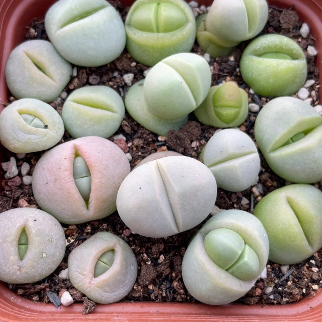 大盆特价一物一拍～12