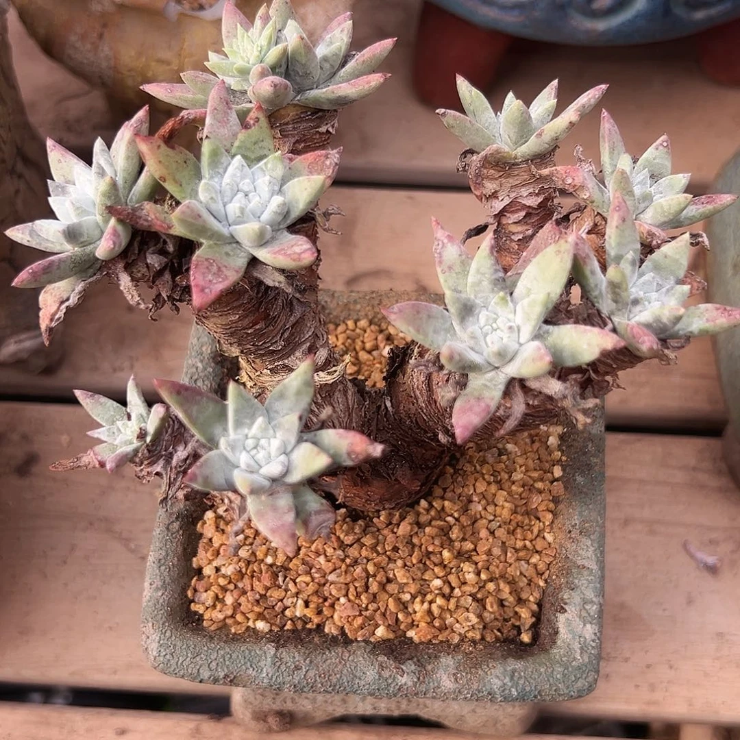 6448漠然一苹果叶仙女杯