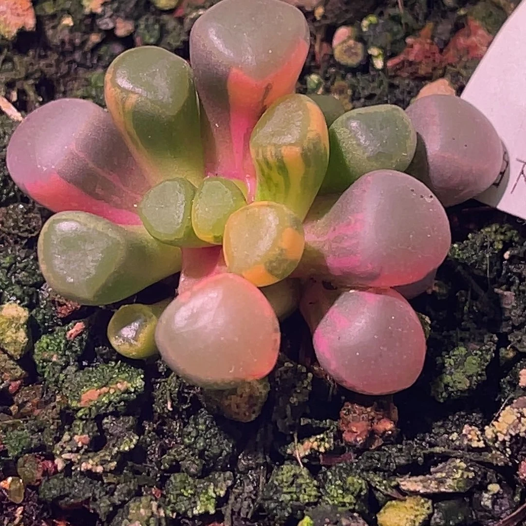 尚品园艺福利锦8014