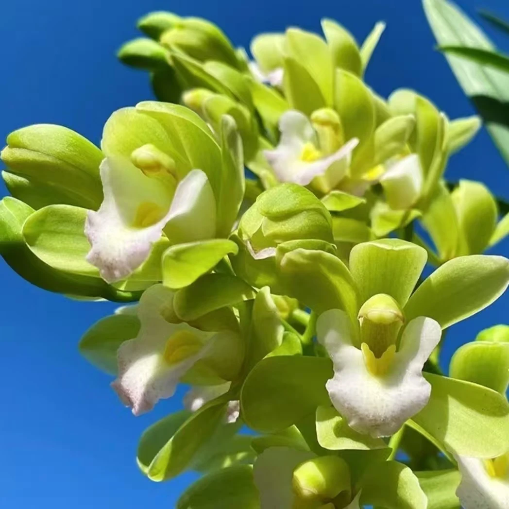 【带花苞】高端精品【香水香兰】浓香型兰花室内好养花卉开花植物花香