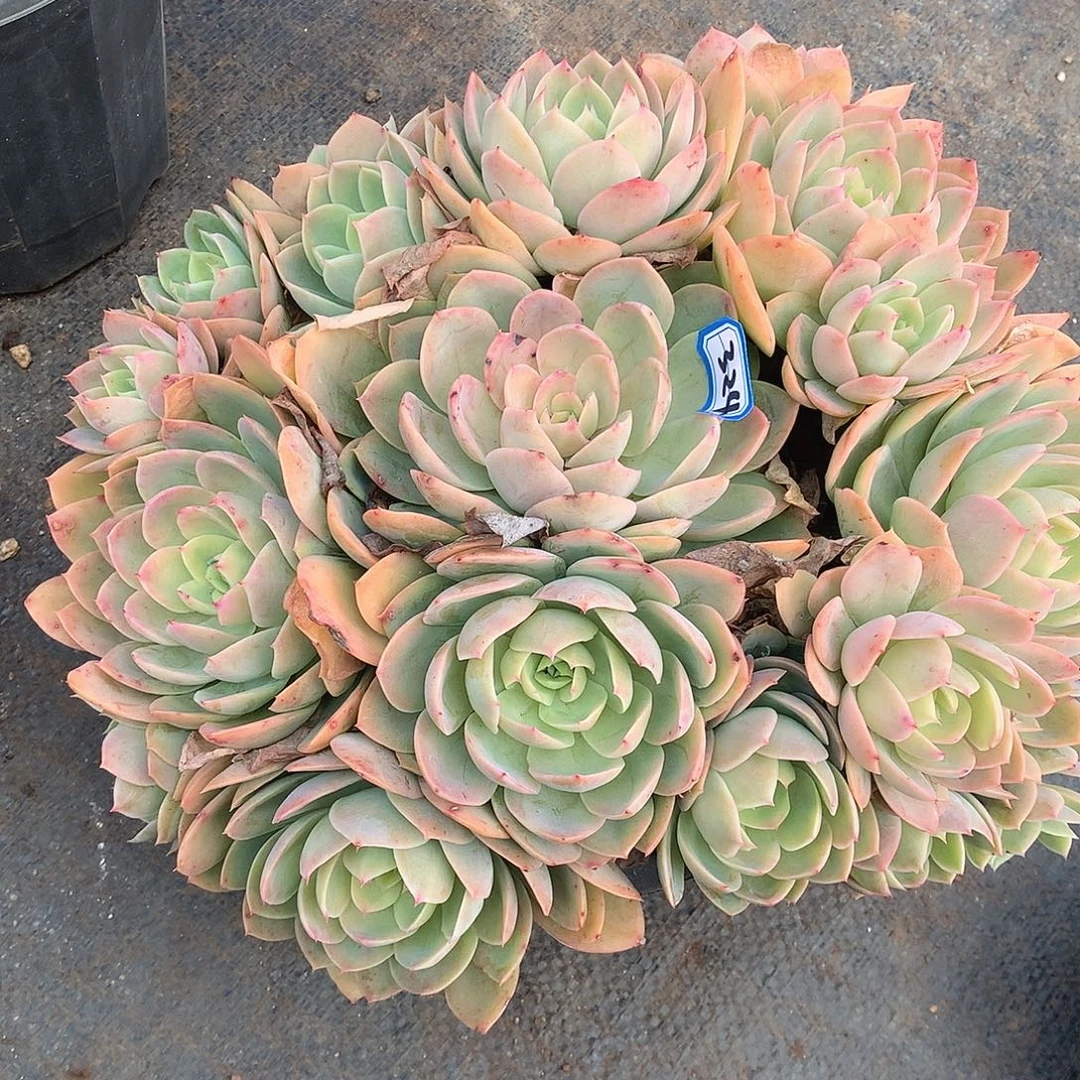 324丝绸 一物一拍多肉