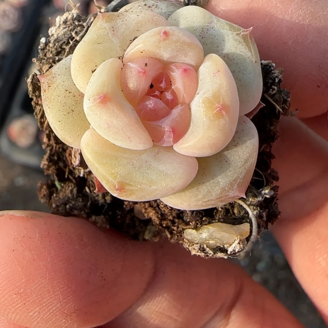 小卡拉米糖心一物一拍