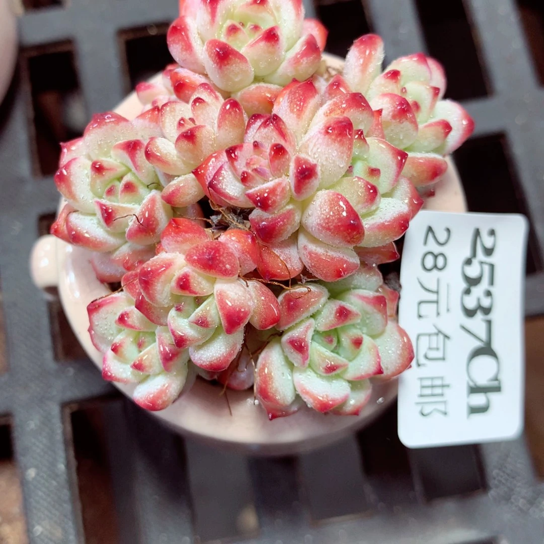 5厘米盆精控多肉2537