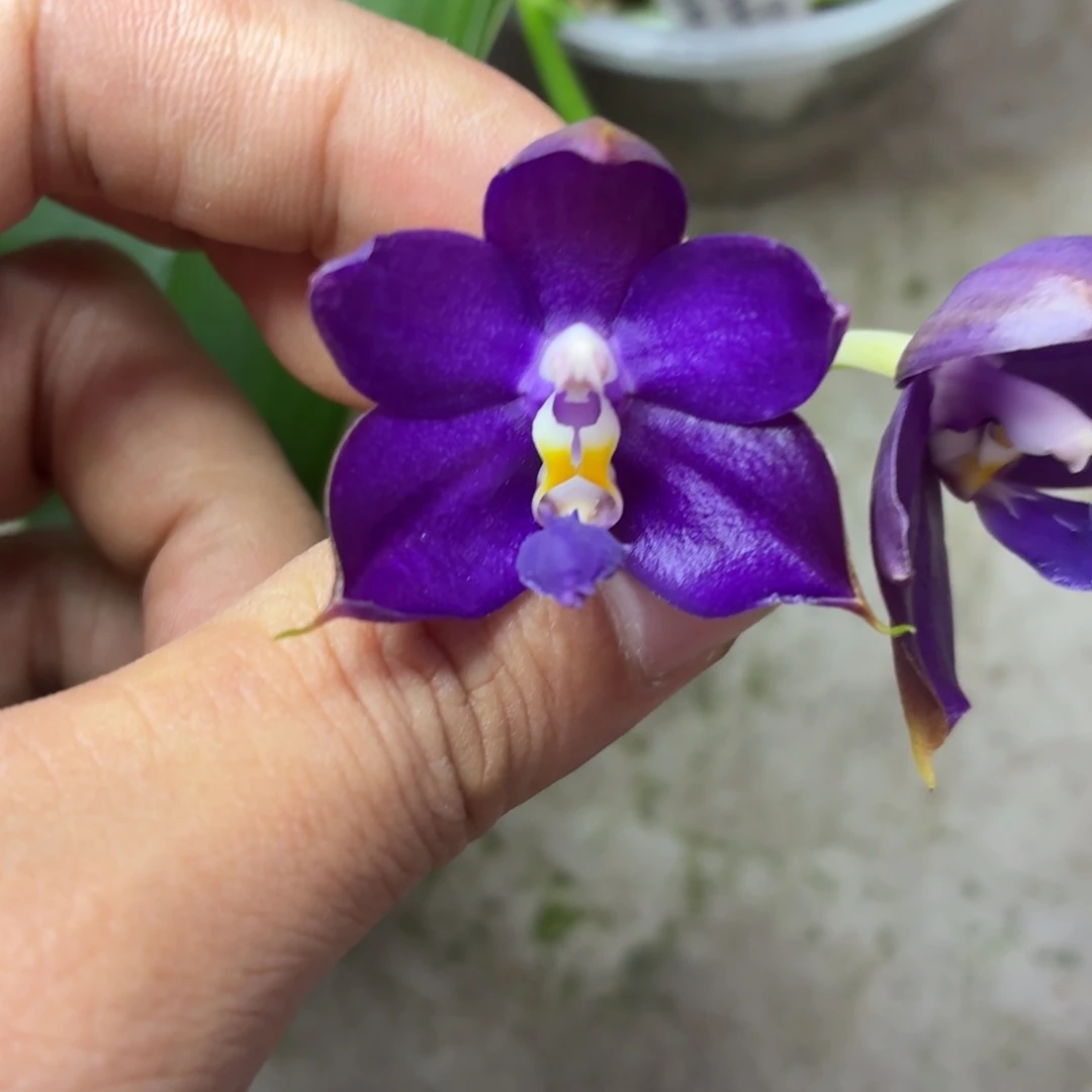 当前无花朵，栽培后可花朵A161yss1230