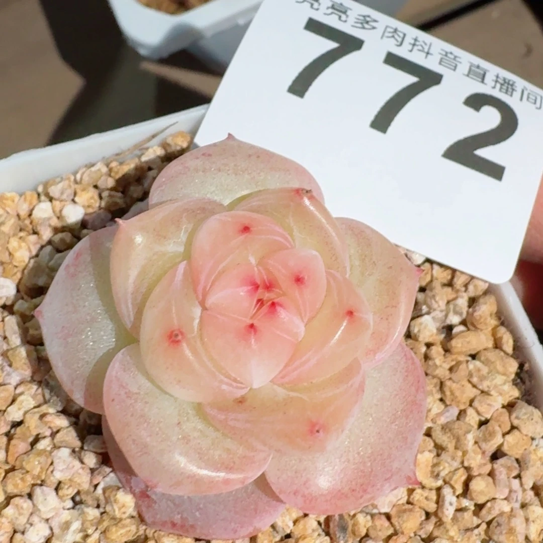 冰淇淋         精品多肉