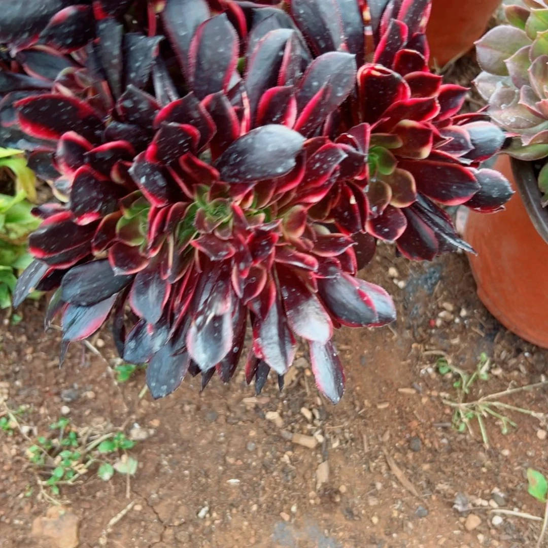 我1430 号多肉法师新年特价