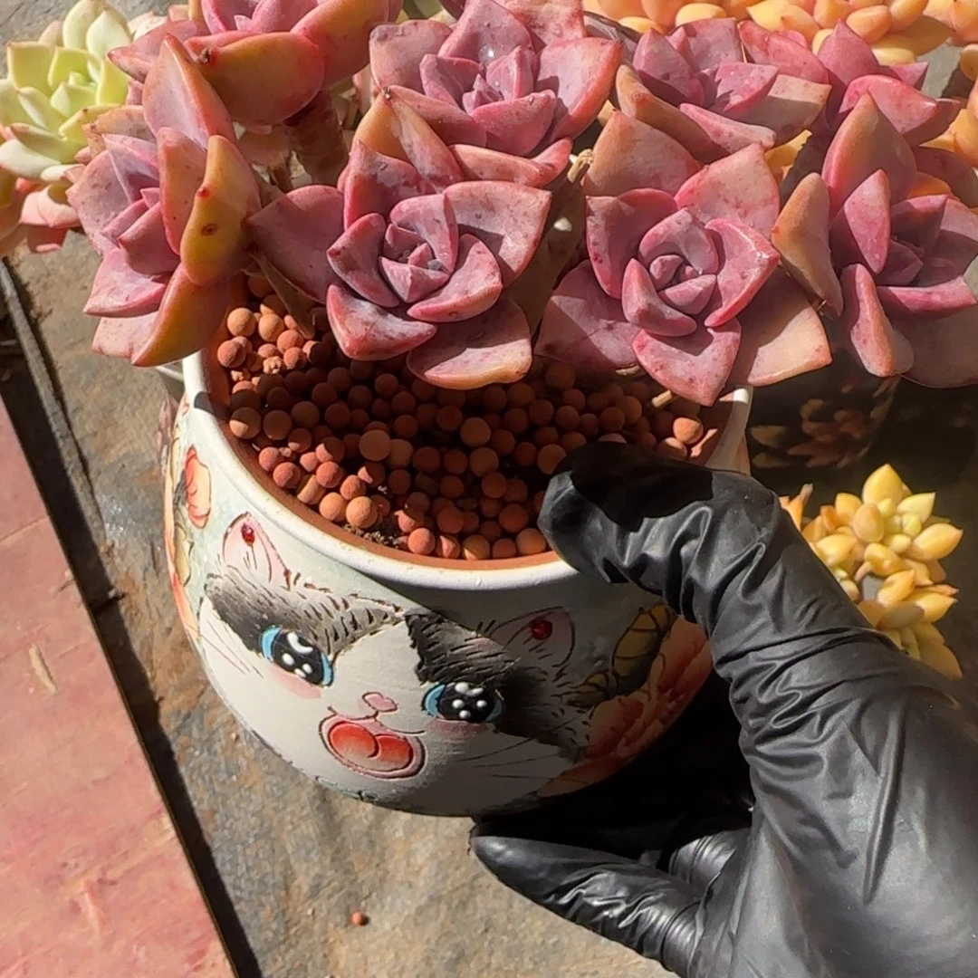 小****韩版彩虹糖一颗一颗