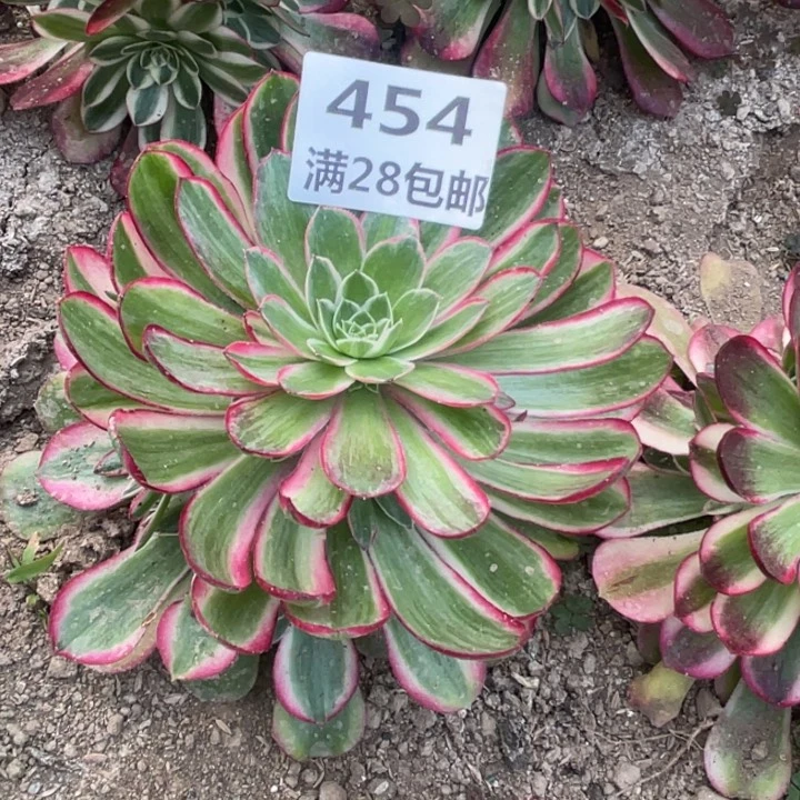 454三号棚孔雀皊多肉