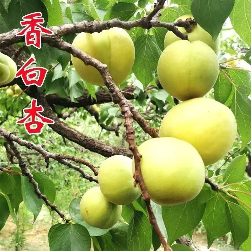 河北唐山大香白杏遵化娘娘庄贡杏银白杏整箱新鲜