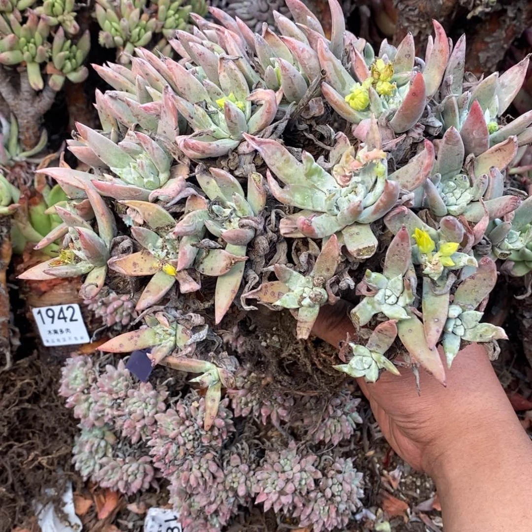 1949哈哈哈哈哈哈哈哈