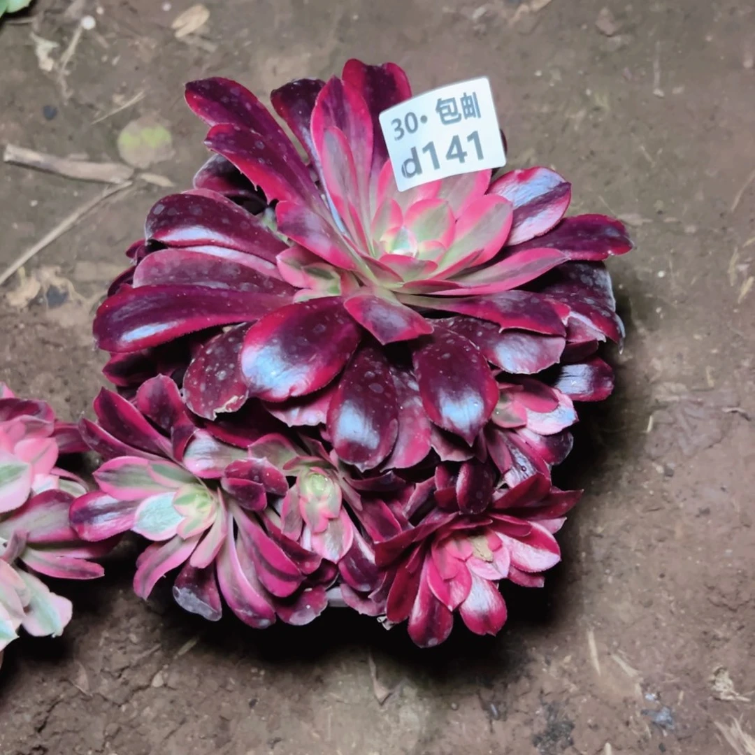 141美杜莎多肉法师