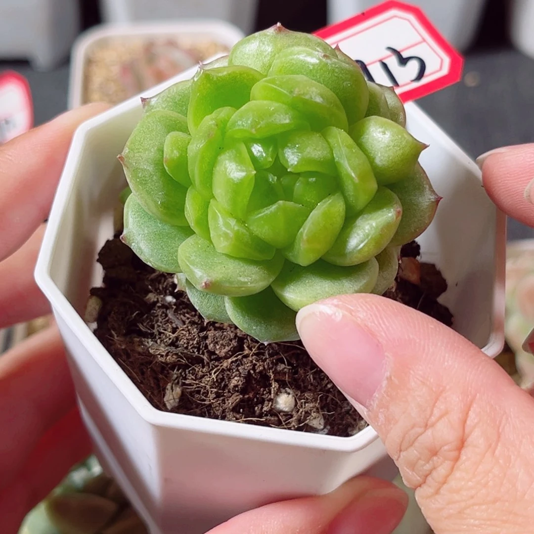 D713 一物一拍 18包邮 灯泡