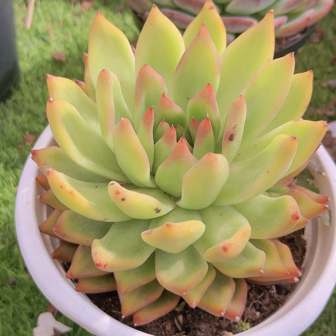 金黄色988888888888877877