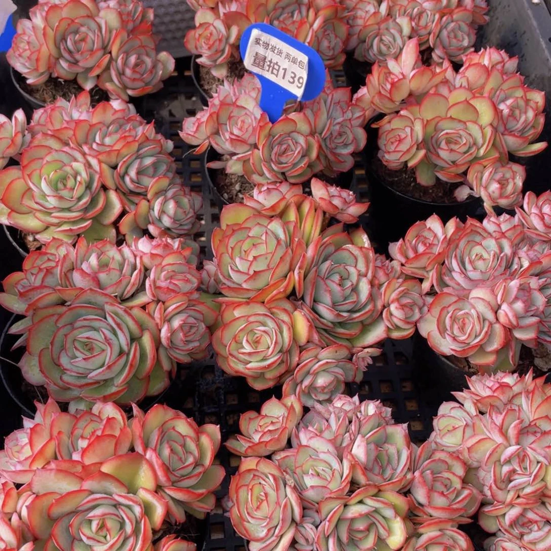 量拍139号 牡丹亭大群生一个