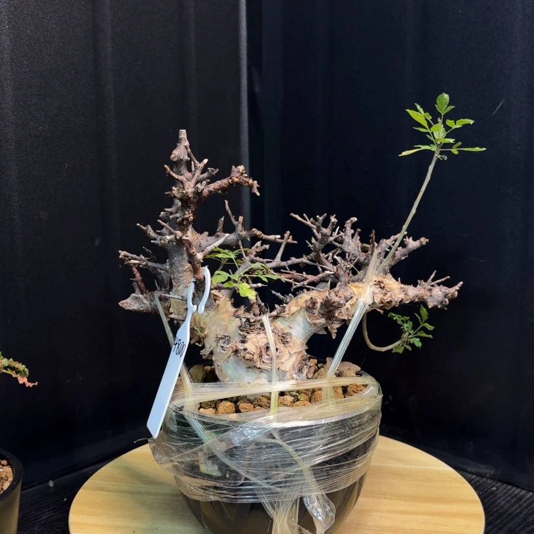 马萨比特华友寄售