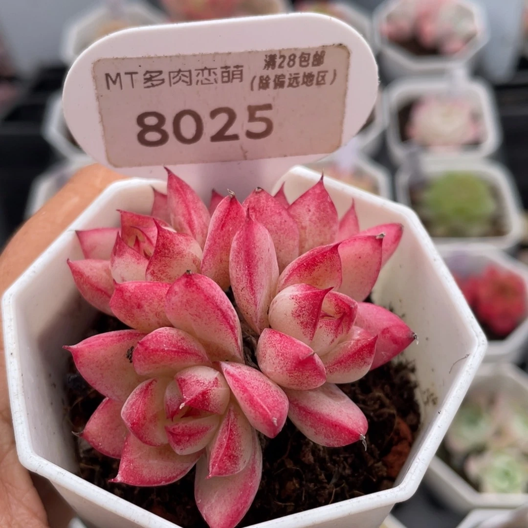 梦幻女王8025-5.5厘米