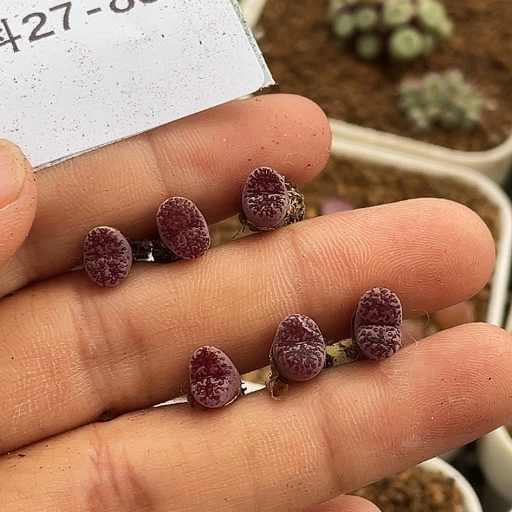 5***927-88肉锥多肉植物