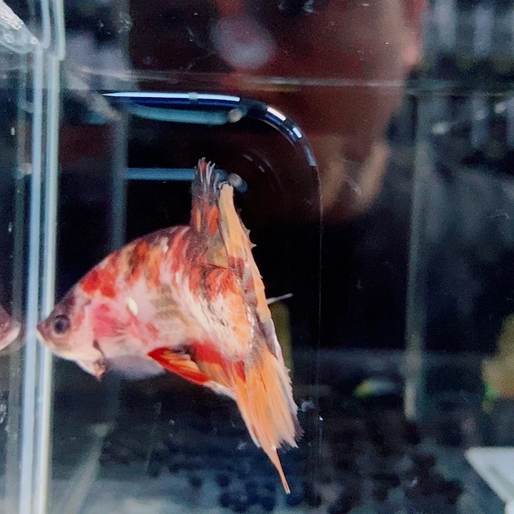 斗鱼黑347号巨丢将军