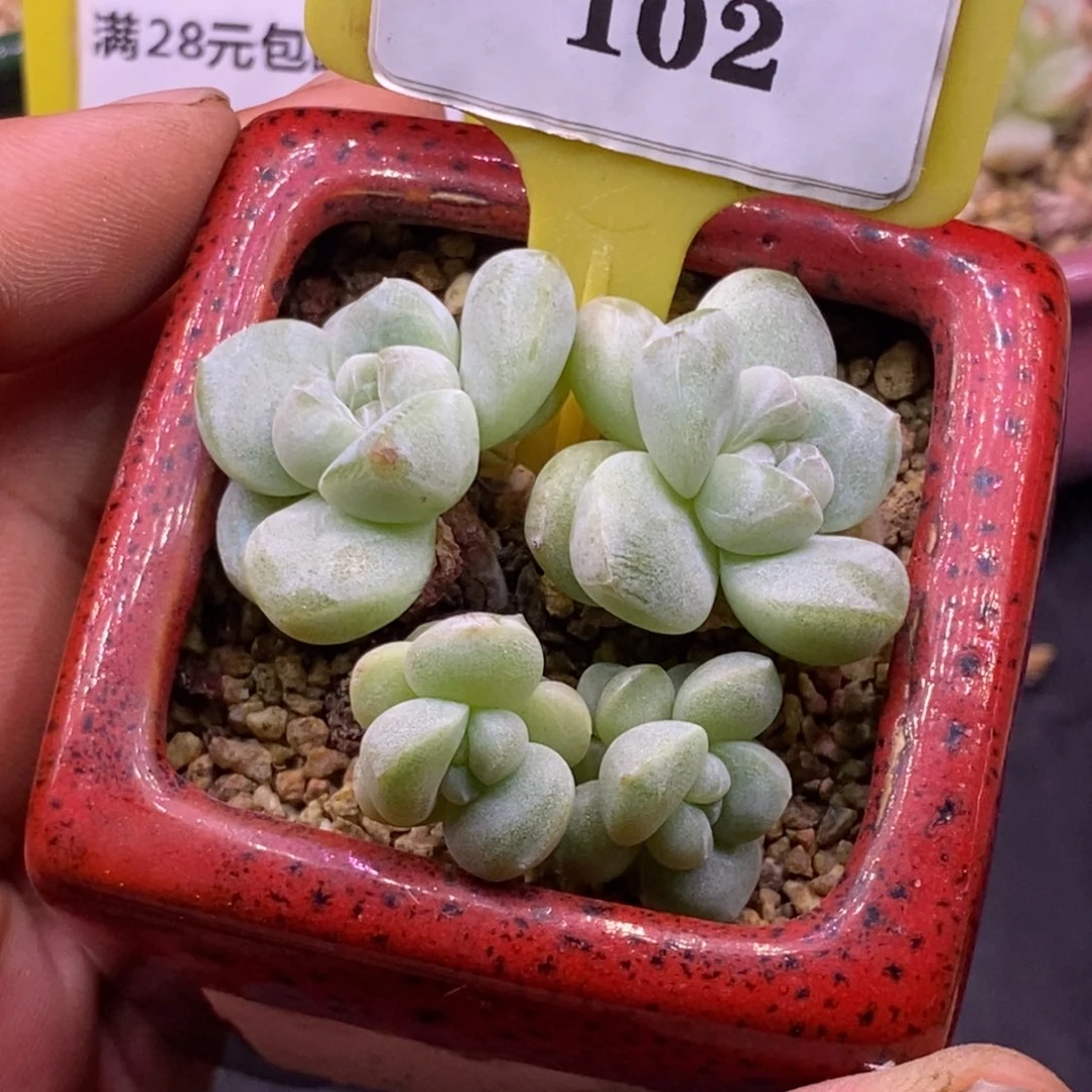 3102丸叶冰玉小树四头