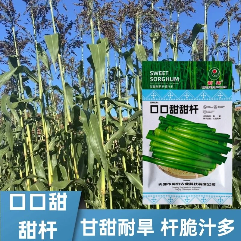 口口甜甜杆种子北方甘蔗种子高粱种子高糖度甜脆多汁甜棒水果种子
