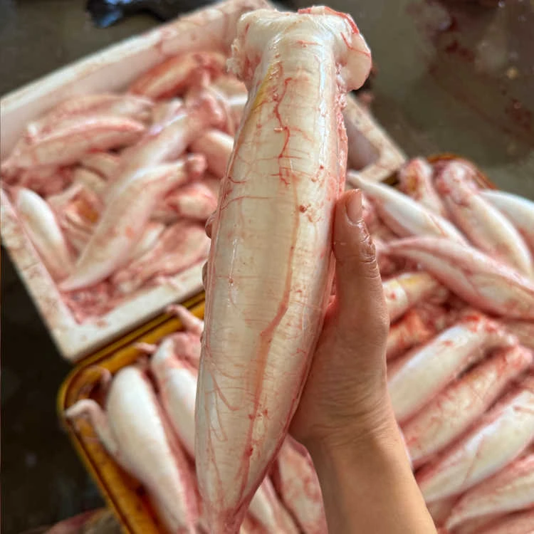 【母胶】赤嘴鳘鱼胶新鲜鱼鳔鱼肚鱼泡深海赤嘴带鱼油放气 真空 冷链