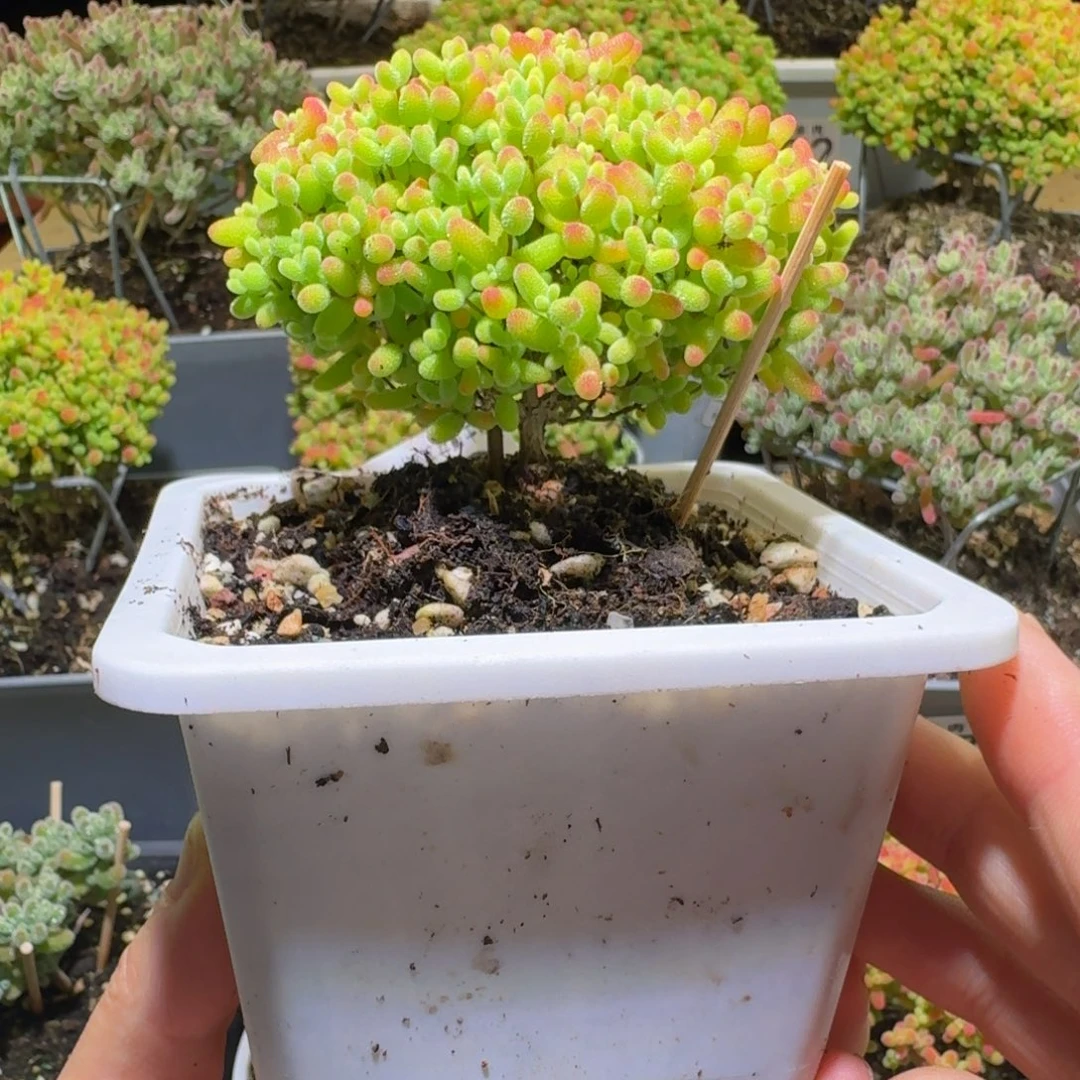 蜜桔糖球枝干番杏551