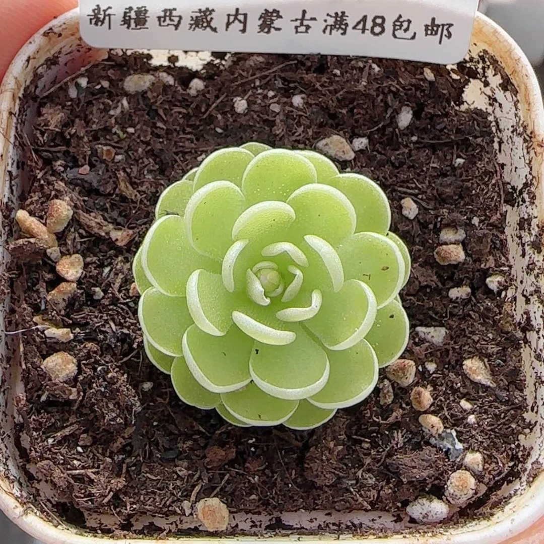 多肉0707-111捕虫堇爱丽丝