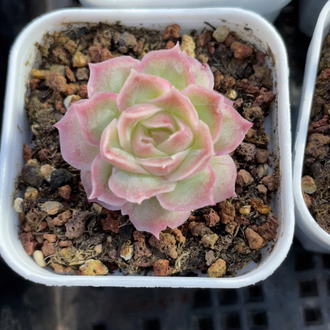 优选水晶虾饺多肉356