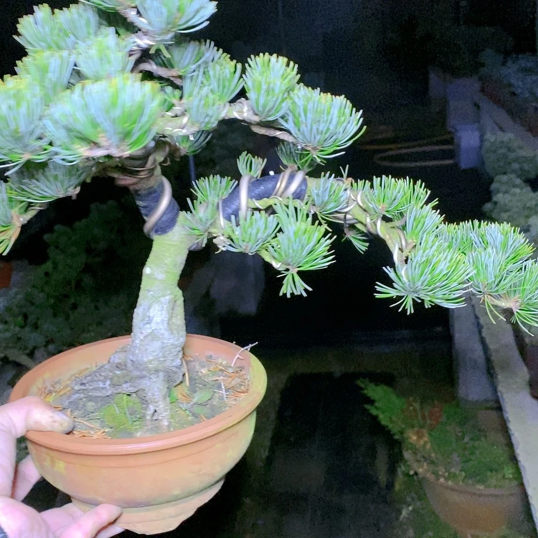 【闪购商品】无花朵给****看