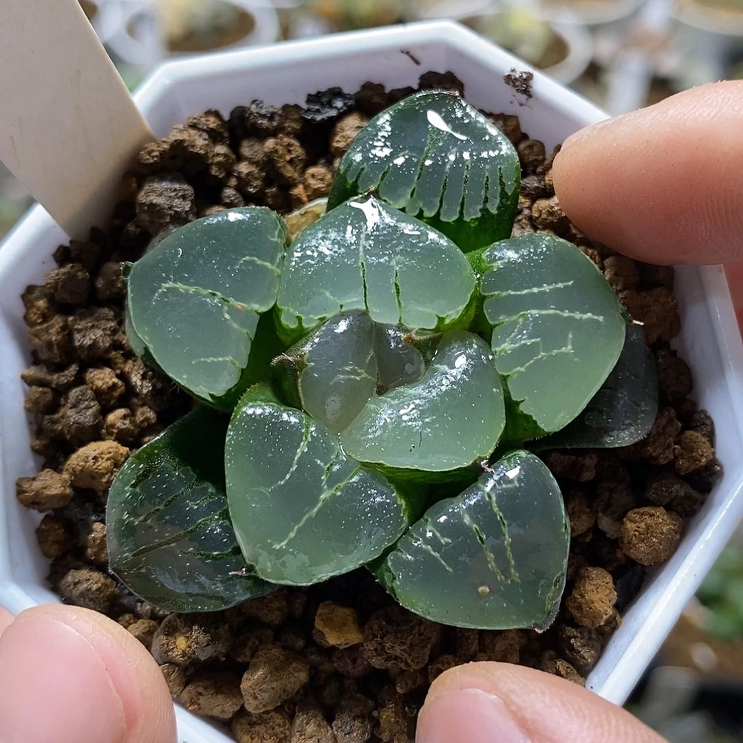 1姬翠克十二卷多肉