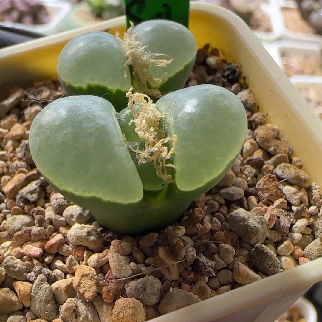 漂亮风铃玉。    80 2.3