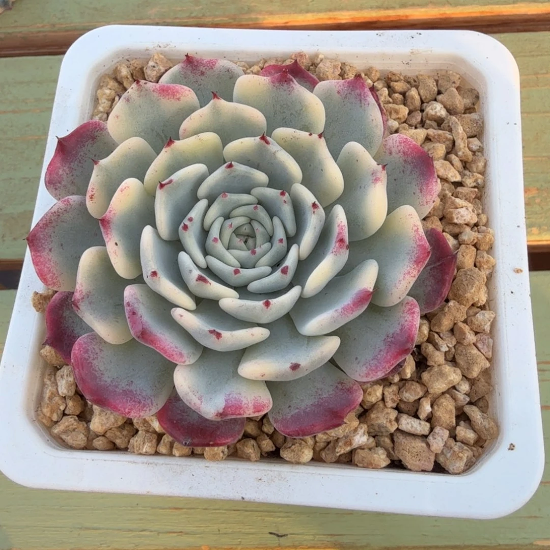 沙漠玫瑰锦锦上园艺一物一拍