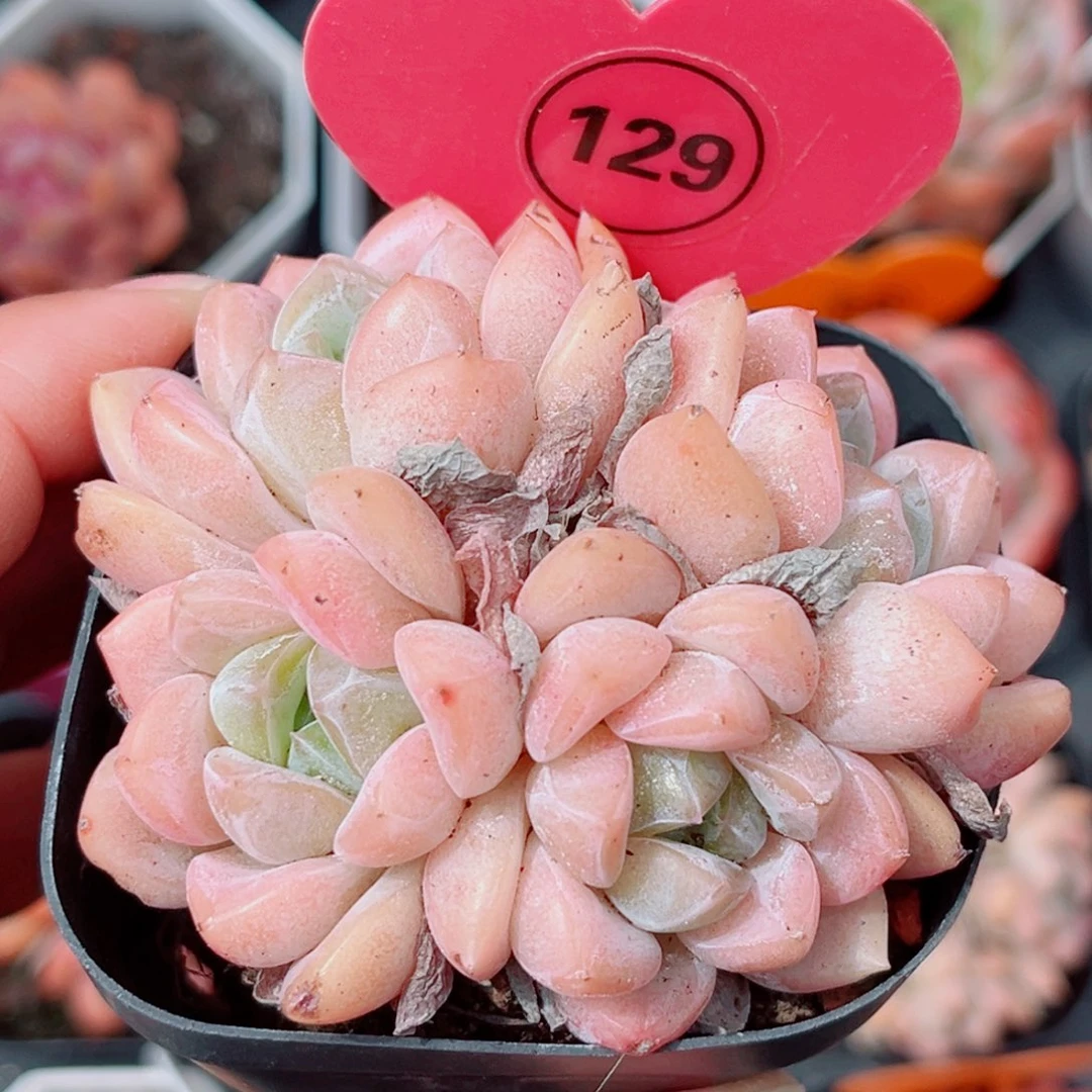 129号老桩糖群4头