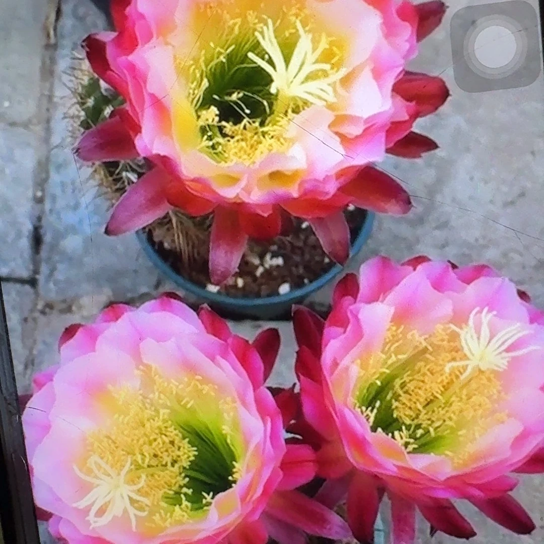 茉莉根高10公分毛花柱