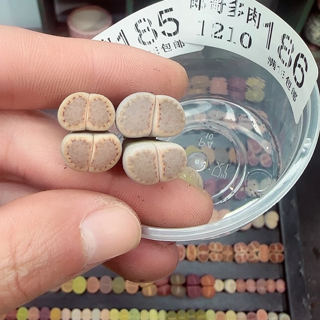 听****满满18包邮1210-186