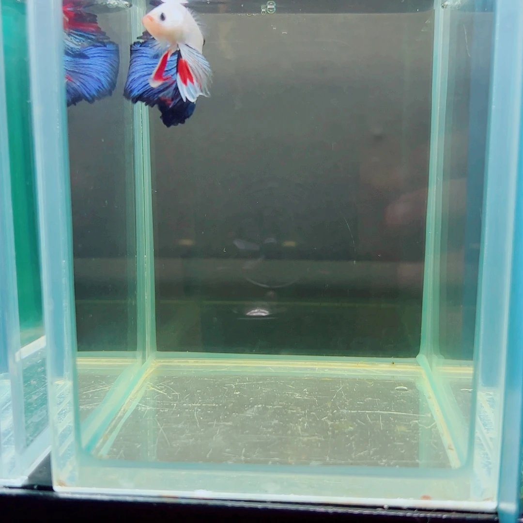 嘿****斗鱼赤道斗鱼水族馆