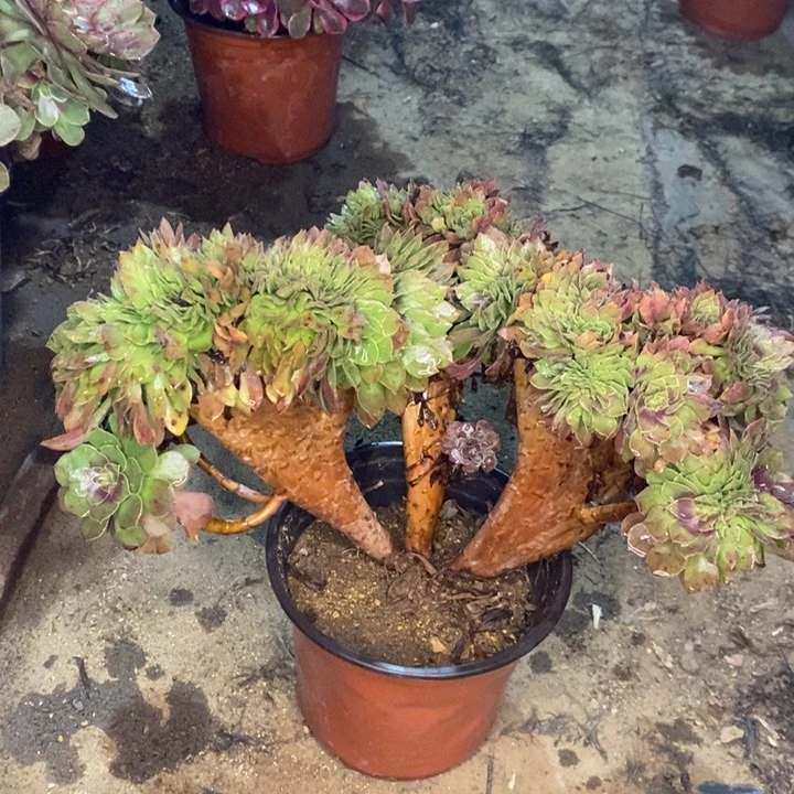 万缀多肉植物77。