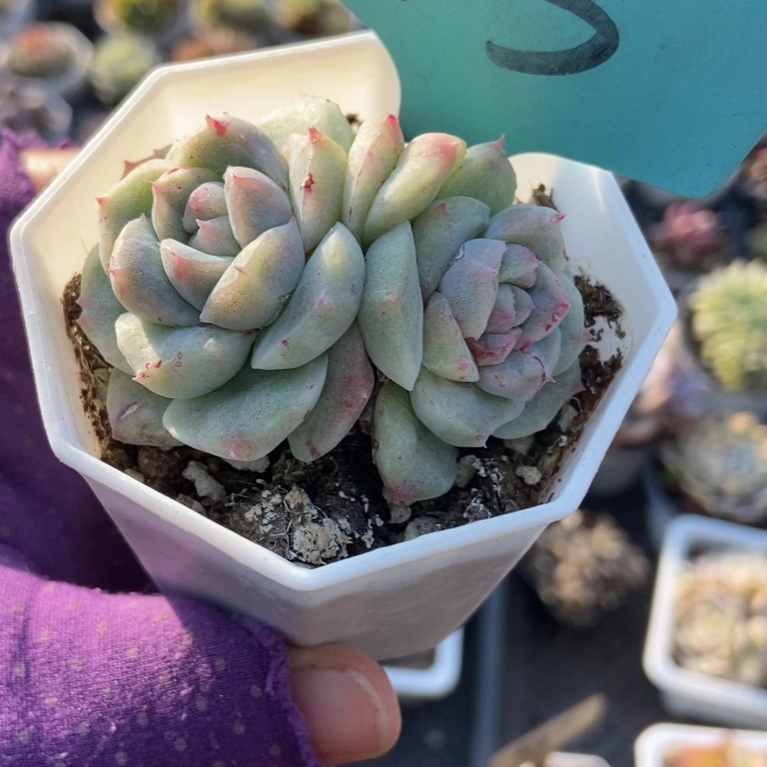 13如梦令石化多肉植物