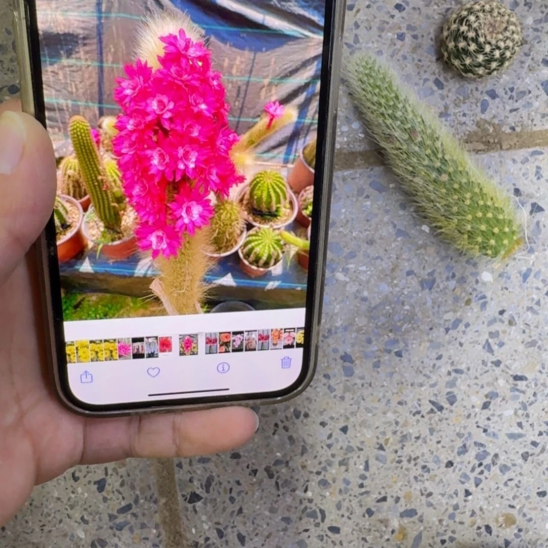 309杂交九尾狐歪无根侧牙6公分左右，20包邮