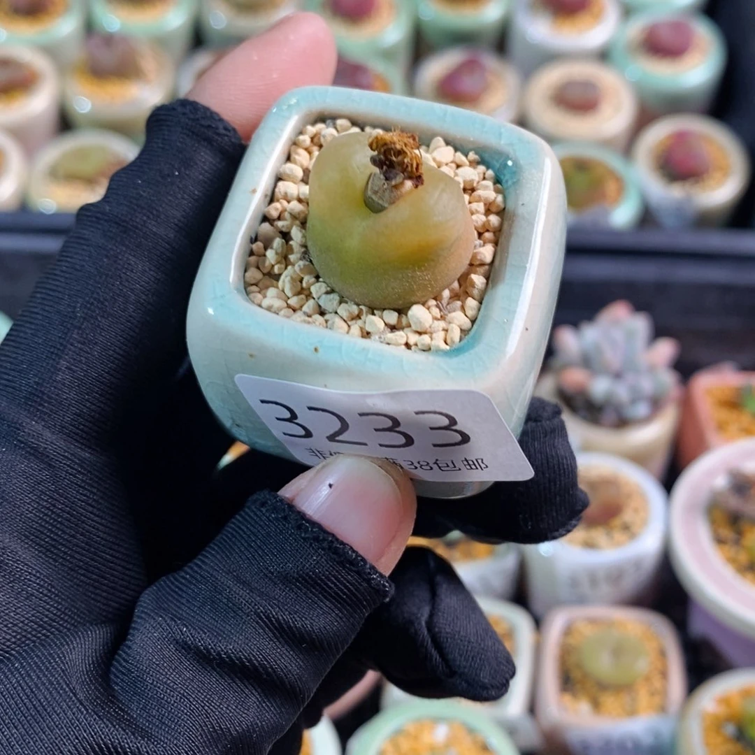 3233--一物一拍带盆