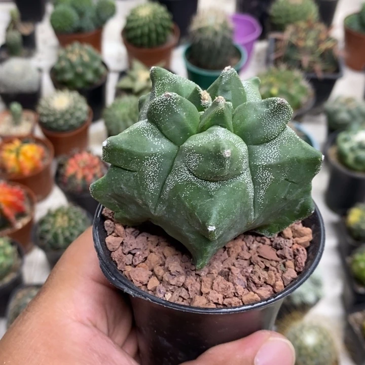 实生龟甲特价努力