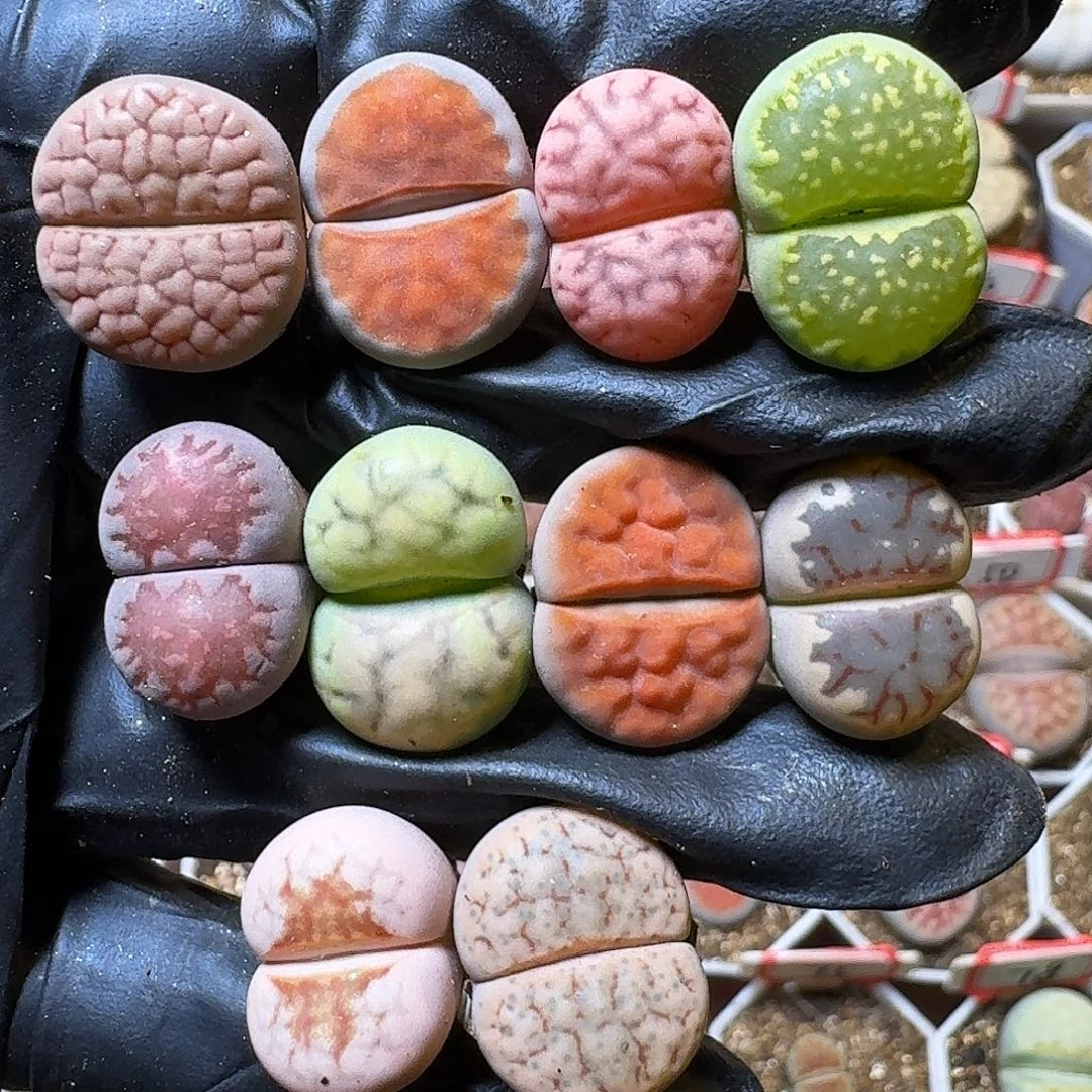 生石花111111。  217
