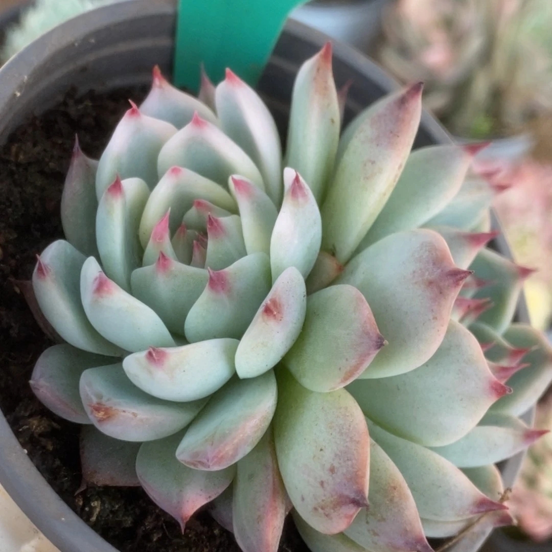 311吉娃娃锦锦锦锦锦锦