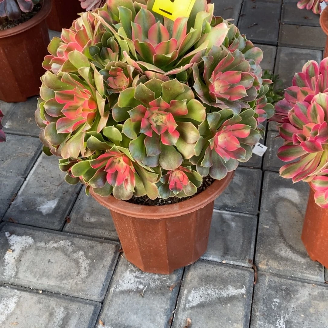 香妃496。冠服27左右