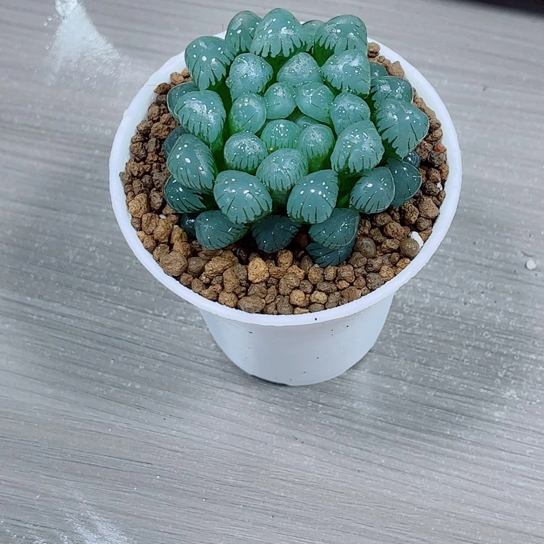 潘氏玉露一勿一拍