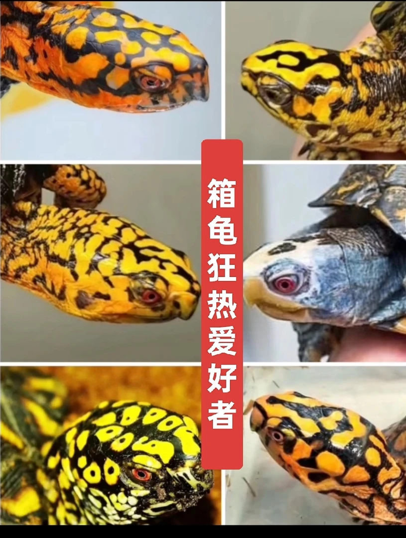 精品东部箱龟苗/东湾二代苗/东湾一代苗/父母对版/室外仿野饲养