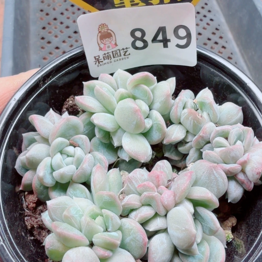 多肉植物多肉植物