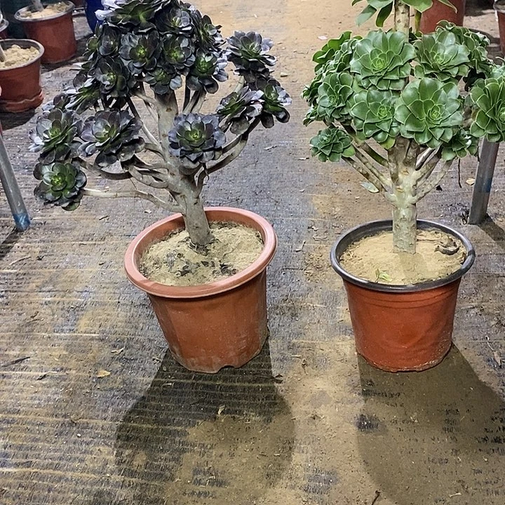 42，2棵13677899990000