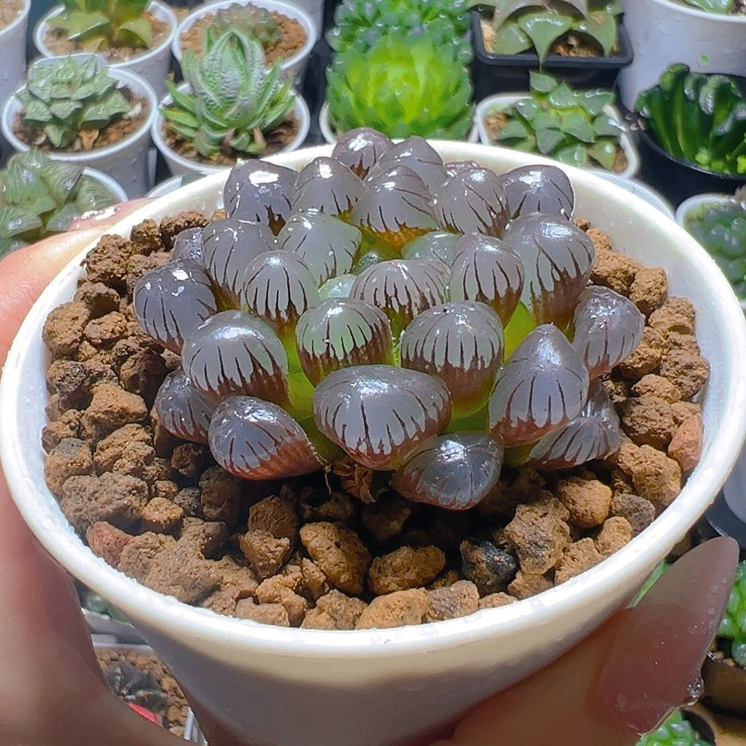 紫姬冰灯玉露多肉一颗