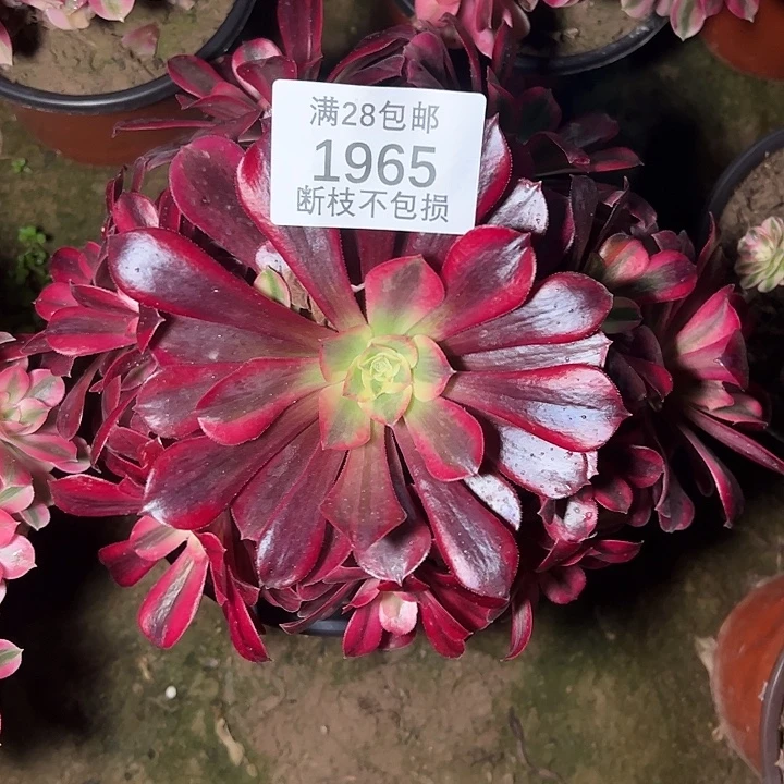 1965美杜莎多肉植物